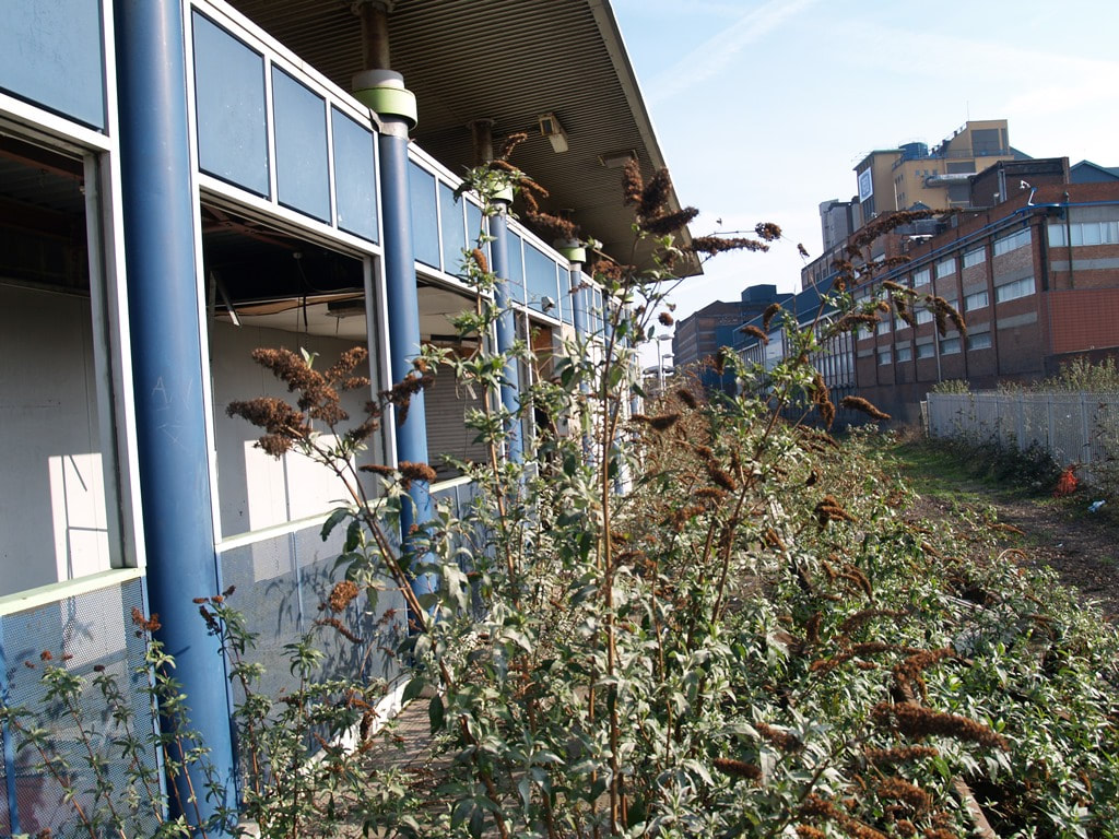 Buddleia takes over disused station in Silvertown near London City Airport