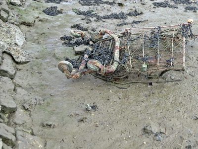 Crushed supermarket trolley on the foreshore of the River medway