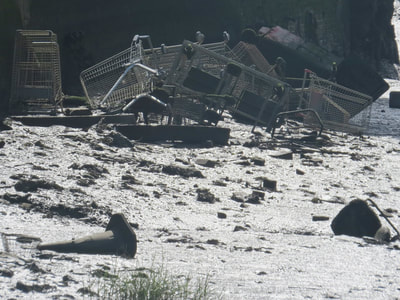 Dumped shopping trolleys in the River Medway near Rochester, Kent