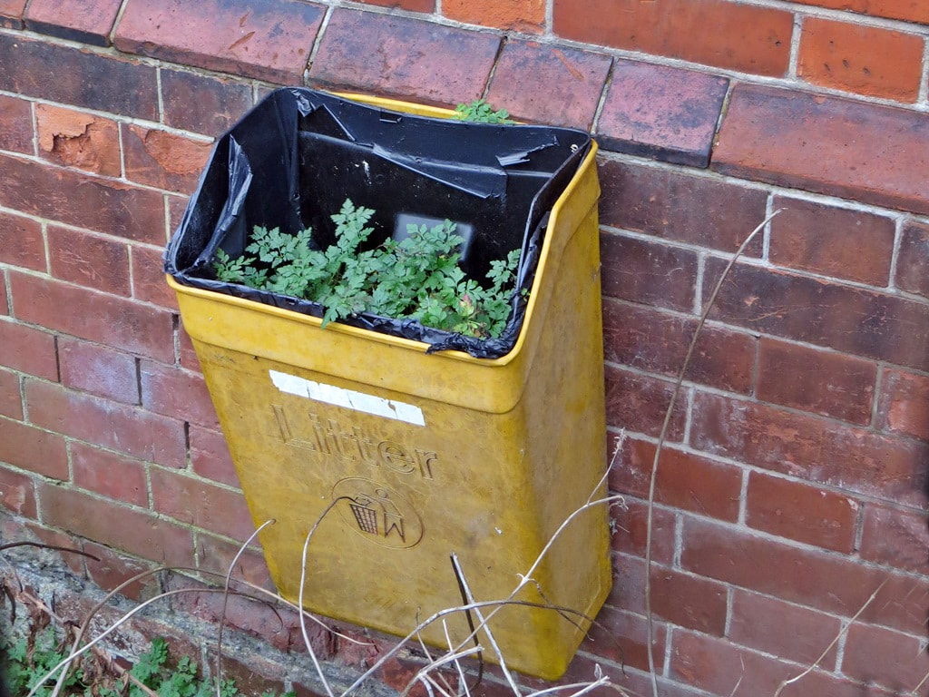 weeds growing out of a rubbish bin at derelict hospital site in East London
