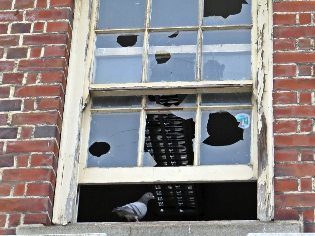 Pigeons in broken windows of tumbledown decaying block of Whipps Cross Hospital
