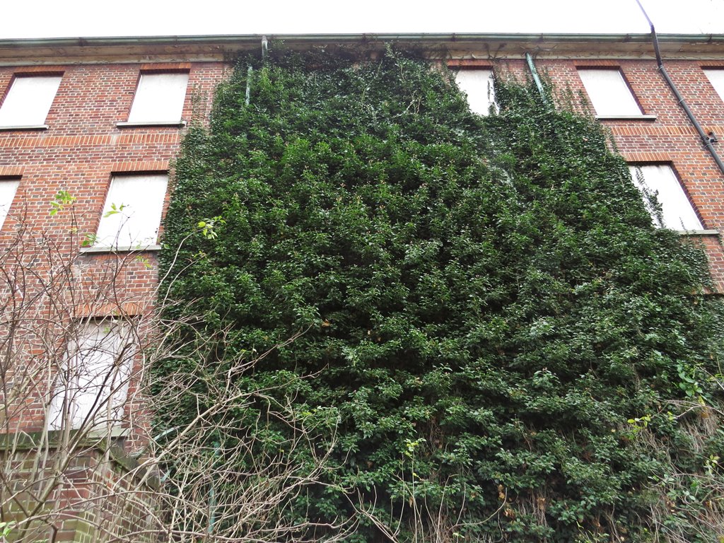 nature takes over disused hospital buildings in East London, E11