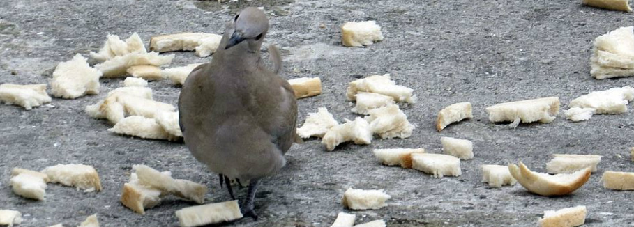 A pigeon surrounded by bread in Sheerness on Sea