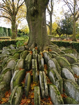 The Hardy Tree in St Pancras Old Churchyard