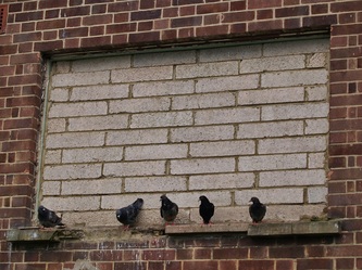 Pigeons on run down East London housing estate for demolition
