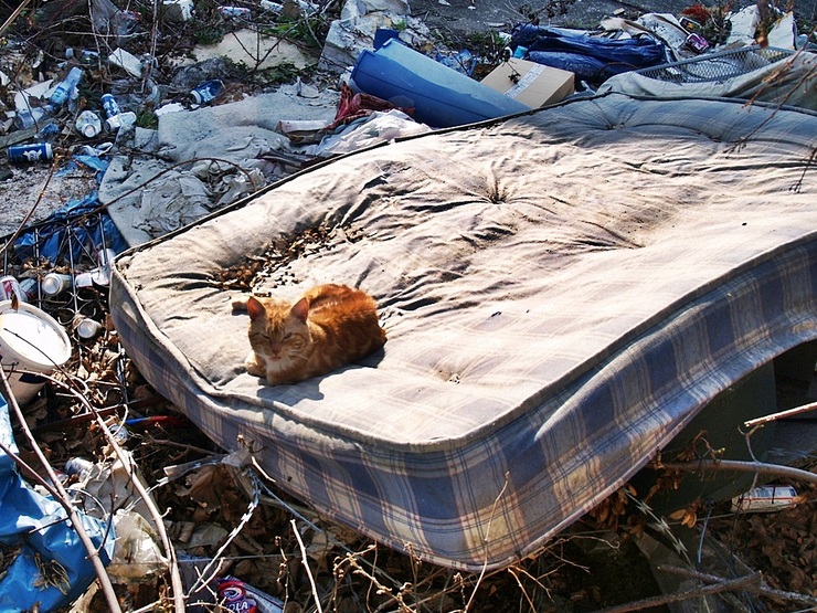 Ginger cat on a flea infested mattress on an abandoned site in Silvertown, East London