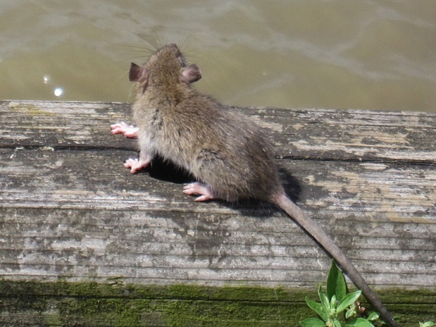 Picture of a rat beside the River Thames in Millwall on the Isle of Dogs on Paul Talling's guided walking tour