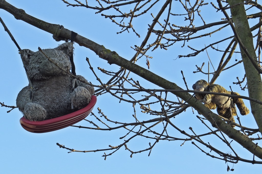 ​Teddy bears in tree on vacant site of skip company in  Gloucester Road (at the St James Road end) Croydon, South London