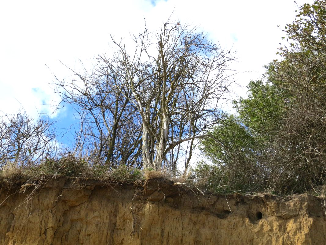 the cliff near Naze Tower is greatly eroded. It is receding fast, and within 50 years Naze Tower may tumble into the sea like the pill boxes that can be seen on the beach