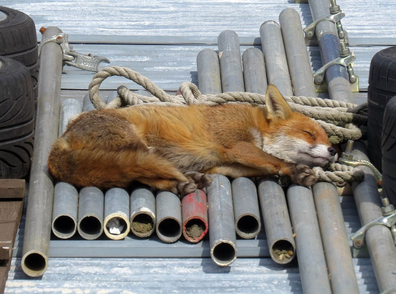 Picture of an urban fox sleeping on a tin roof in London in the sun