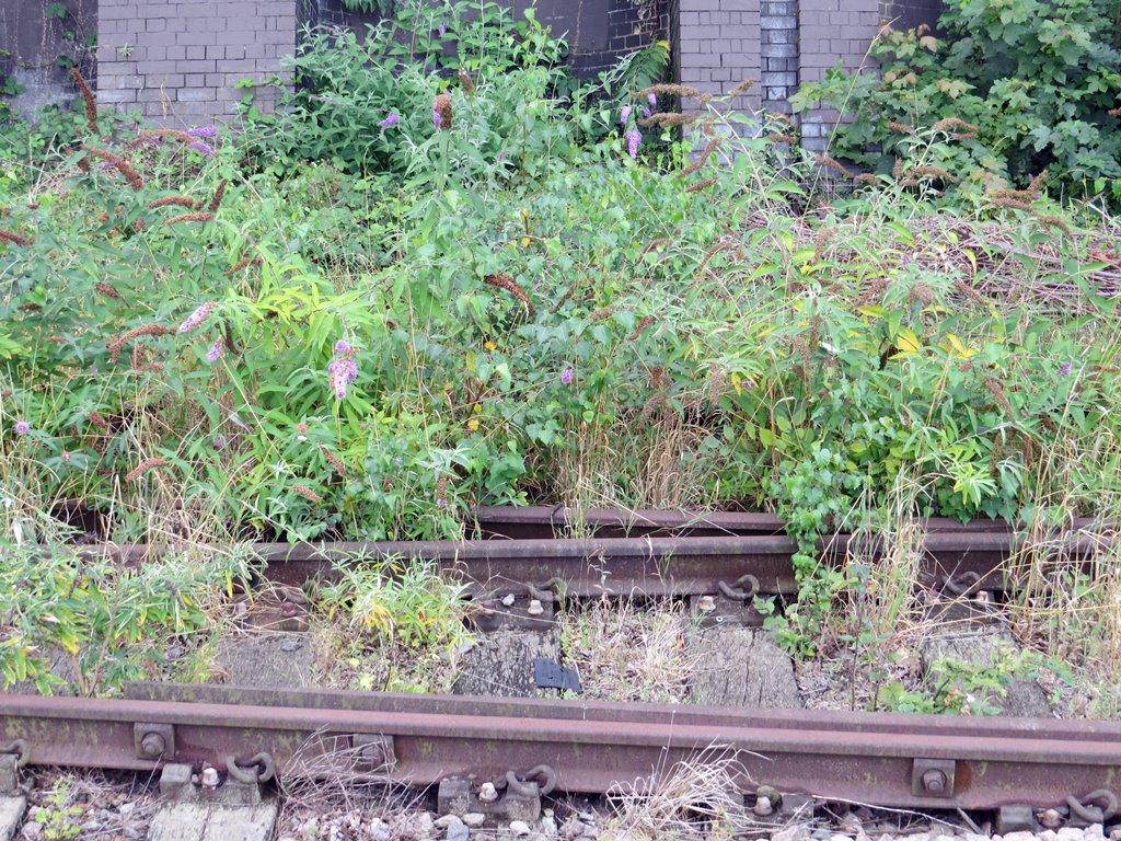 Overgrown abandoned railway tracks at New Barnet in North London