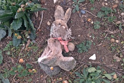 abandoned and torn bunny toy in West London