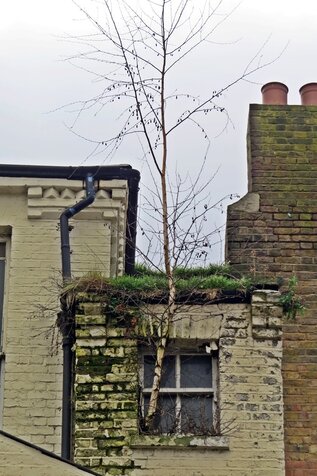 derelict building at ​275 Wood Street, Walthamstow E1