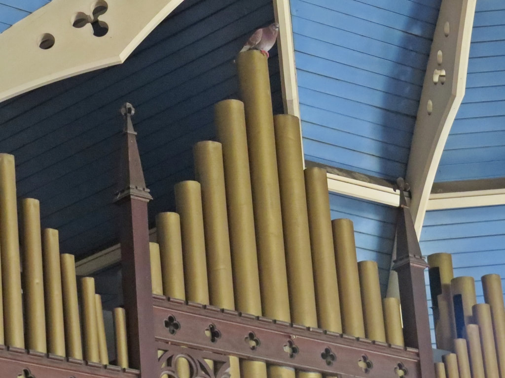 pigeon on organ pipes in abandoned church in South London