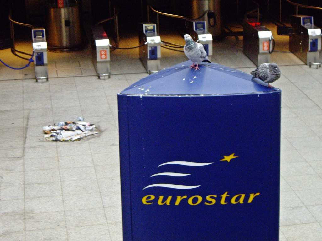 Pigeons at former Eurostar Terminal at Waterloo Station