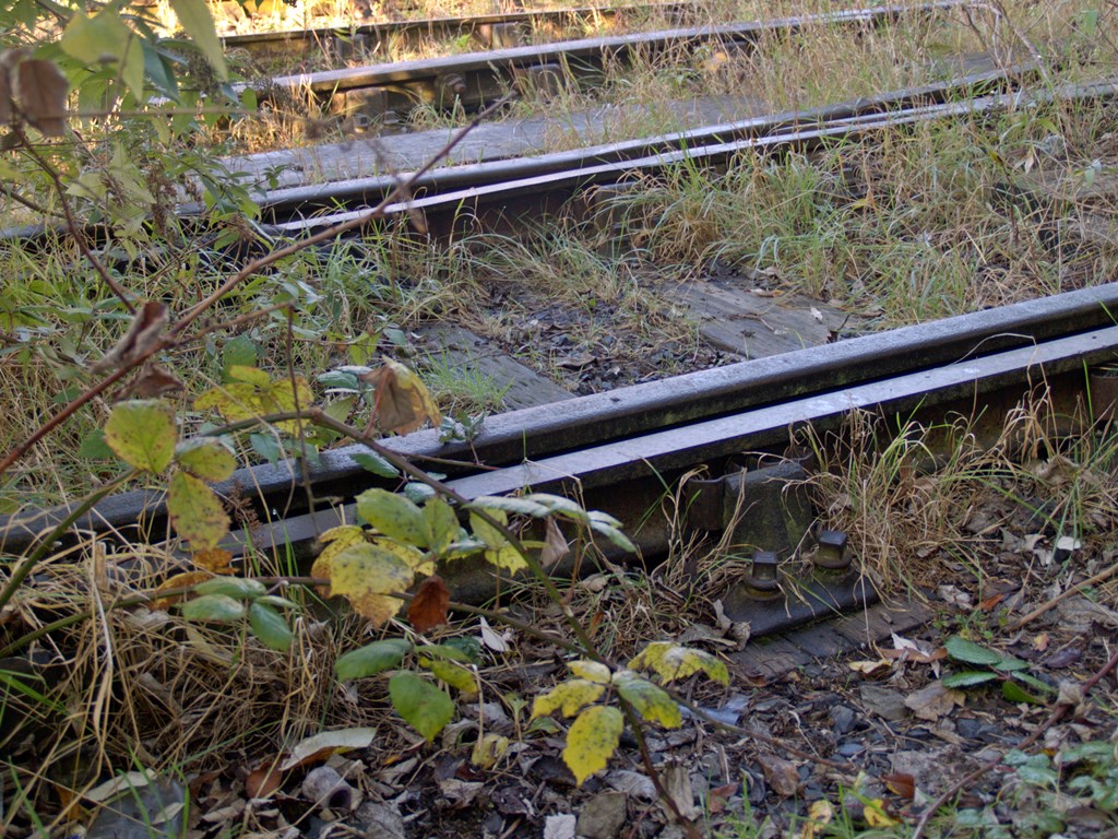 Overgrown railway sidings near Wimbledon station in South London 